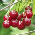 Cellulite : La recette aux queues de cerises